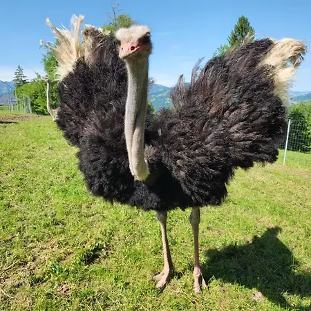 Apartment Blickfang Bregenzerwald Langenegg